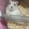 プディングハムスターのメスです