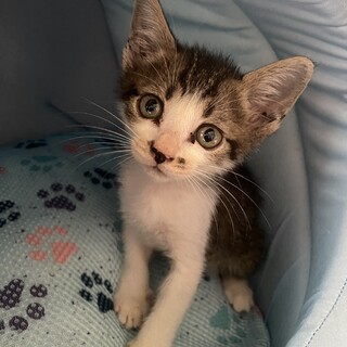 生後6週程の子猫