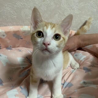 天真爛漫な茶白の女の子エメちゃん