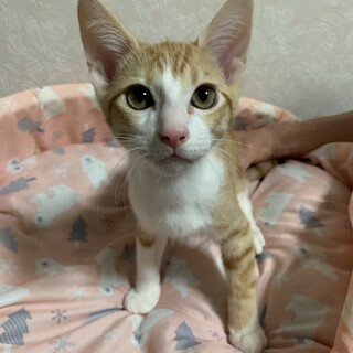 元気いっぱい！茶白の男の子ラルくん