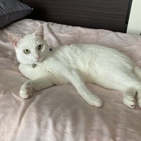 もち