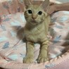 大きな瞳の茶トラ女子メイちゃん サムネイル2