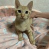 大きな瞳の茶トラ女子メイちゃん サムネイル3