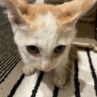 里親見つかりました