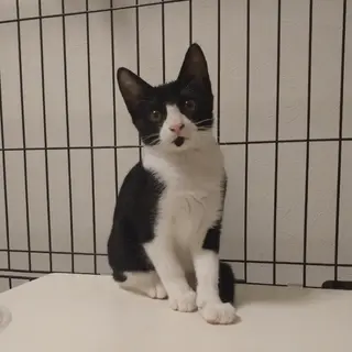 ピンクお鼻が可愛い２か月前後のツンデレ女子♡