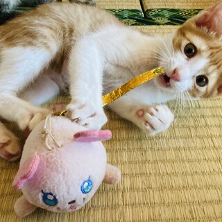 ありがとうございました