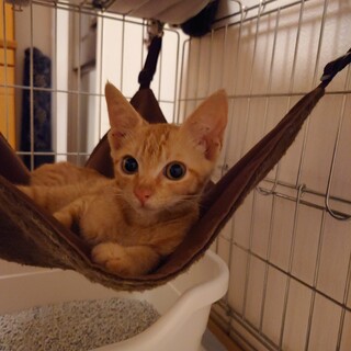 珍しい茶トラの女の子♀