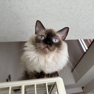 甘えん坊の男の子♡ライアン