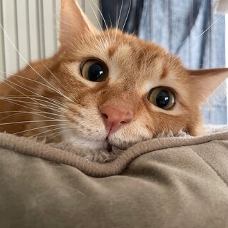 イケメンな茶トラくん