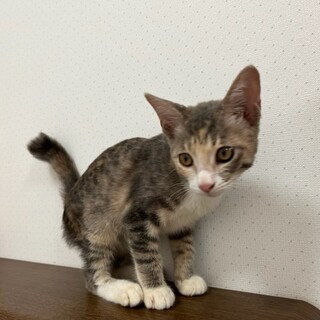 可愛い子猫の里親募集