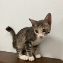 可愛い子猫の里親募集
