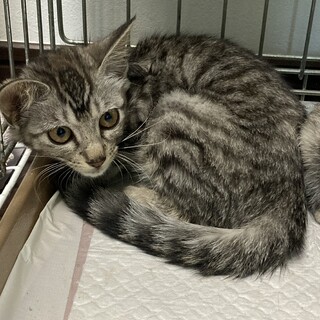 元気なサバトラの女の子