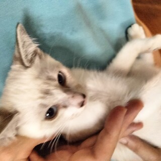 シャム系青目クリーム色毛並み2ヶ月女の子