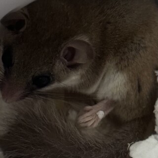 アフリカヤマネ　オス