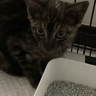 珍しい毛色の男の子