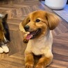 人も犬も大好き☆クリリン　オス　６才 サムネイル2