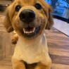 人も犬も大好き☆クリリン　オス　６才 サムネイル3