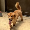 人も犬も大好き☆クリリン　オス　６才 サムネイル5