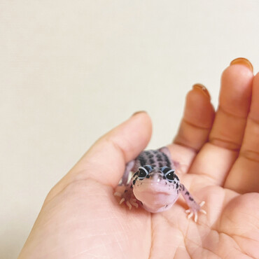 エアロ
