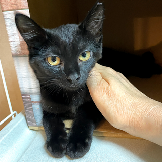 推定2023年6月生スリゴロの黒猫♀ありすちゃん♡