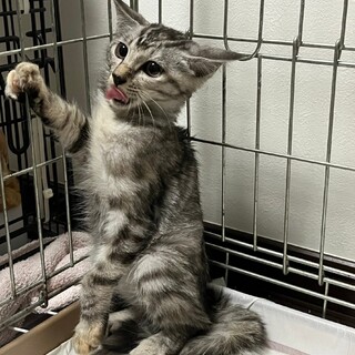 元気なサバトラの女の子