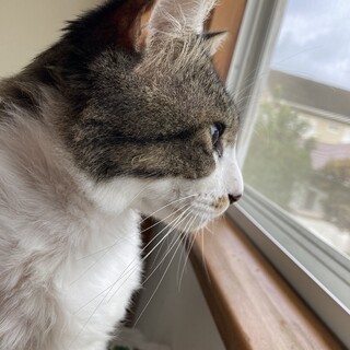 野良猫で頑張ってきた子！首周りの毛モフモフ❤️