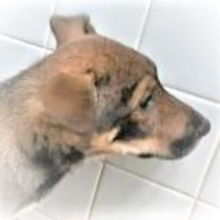 5-3-158◆可愛い子犬◆家族に迎えませんか？