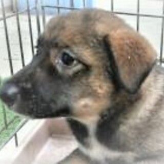 5-3-159◆可愛い子犬◆家族に迎えませんか？