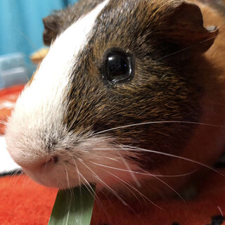 イングリッシュモルモットの男の子