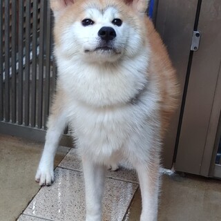 秋田犬牝生後8カ月
