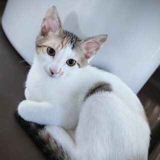 9/30譲渡会　三毛の女の子　4か月のキャサリン