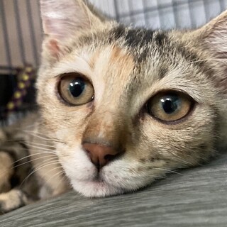 4ヶ月の元気いっぱい甘えんぼの女の子♪