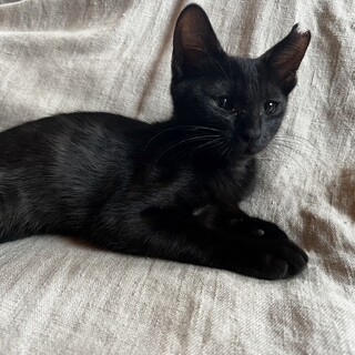 甘えん坊クロちゃんの里親を探しています