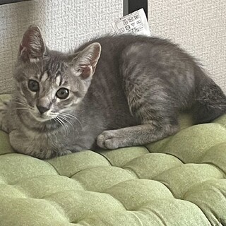 9/9譲渡会 グレーきじの男の子　3か月のオール