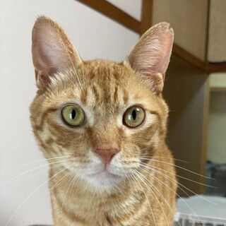 スリゴロな紅茶