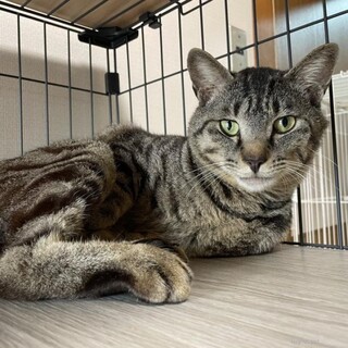 ツンデレな花伝