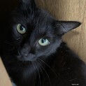 黒猫のロデム