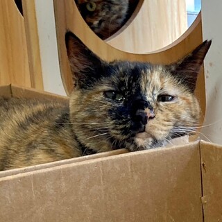 チュール大好きナポリタン