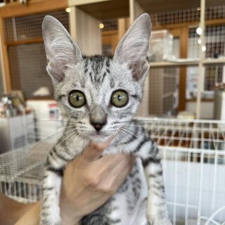 サバトラの小雨