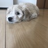 miho0619
