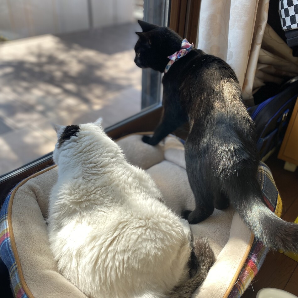 おちょびのカバー写真