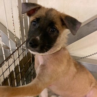 【相談中】かわいい子犬　あつうめちゃん　2ヶ月