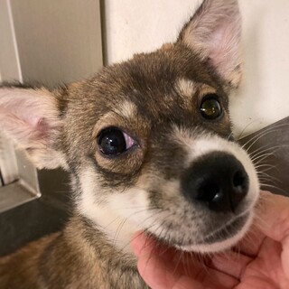 かわいい子犬　あつゆずちゃん　2ヶ月