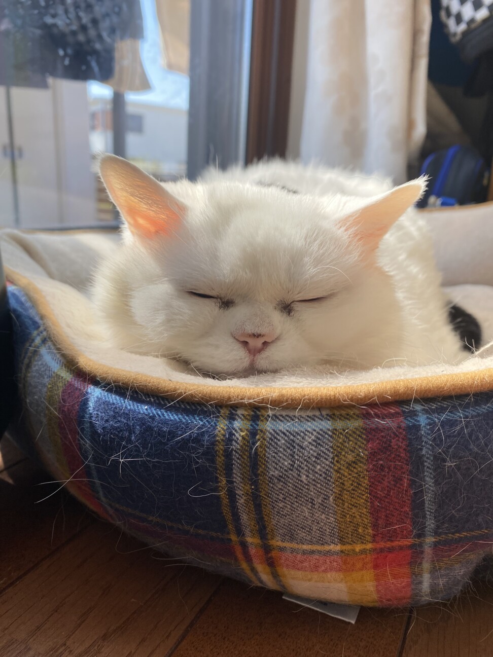 チィコ