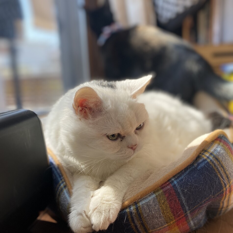 チィコのカバー写真