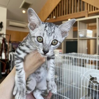 サバトラの春雨