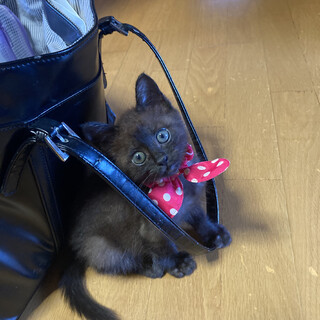 黒子猫　約１ヶ月すぎ