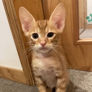 茶トラのアイビー