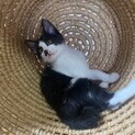動画必見！白黒ハチワレ、鼻の模様が可愛い子♡