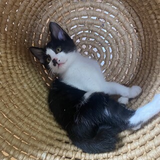 動画必見！白黒ハチワレ、鼻の模様が可愛い子♡